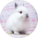 吉田 profile picture