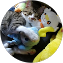 もつだ profile picture